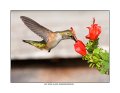 7236 female rufous hummingbird